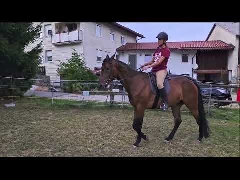 Jungpferdeausbildung: Traberwallach Valiso wird eingeritten