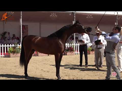 N 91 D MEZYAN   2020 Menton Mediterranean and Arab Countries Arabian Horse Championship   2 Years Ol