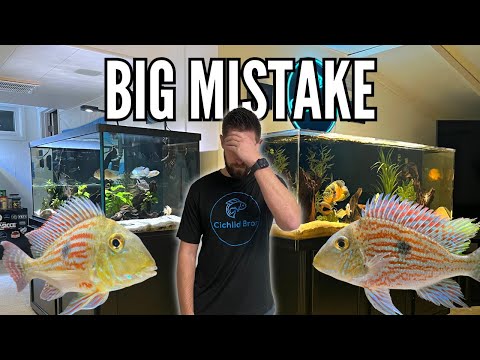 Did I Save My Geophagus Sveni? A Fishkeeping Fail