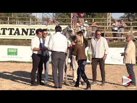 Bronze Ch. -N.89 IM ICARE CATHARE - Bergamo 2015 - Senior Stallions Championship (Class 19)