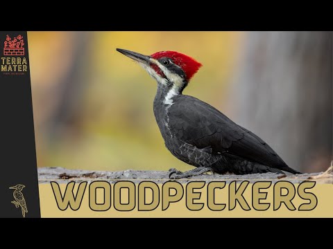 Discover Woodpeckers: Nature's Tree Artists! 🪵🔨 (Picidae Family)