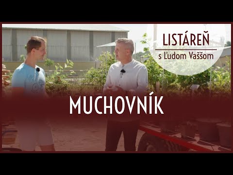 Listáreň s Ľudom Vaššom - muchovník