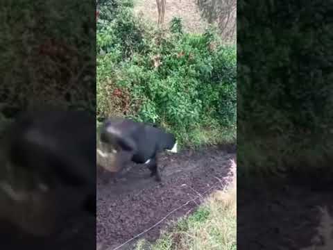 Se o Leite Não subi | Vou Vender Fora Tudo - ADSON & ALANA