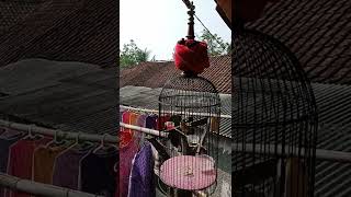 Download lagu pleci dakbal gelondongan , cocok buat dakbal bahan anda yang masih bahan agar cepat bunyi mp3