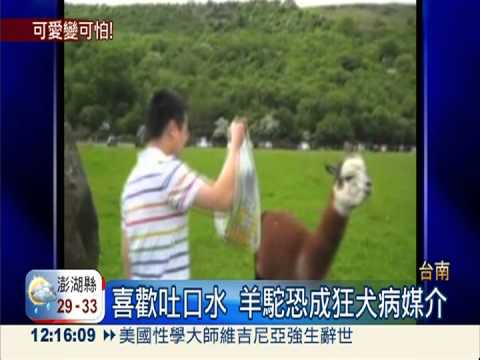狂犬病隱憂!羊駝愛吐口水恐傳染