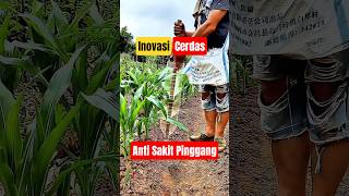 Download lagu Fertilizing Sweet Corn Using a Modified Bottle, Smart Farmer! #smartfarmer #agriculturalinnovation mp3 Download lagu Fertilizing Sweet Corn Using a Modified Bottle, Smart Farmer! #smartfarmer #agriculturalinnovation mp3