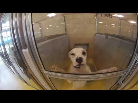 download lagu mp3 mp4 Dallas Animal, download lagu Dallas Animal gratis, unduh video klip Dallas Animal