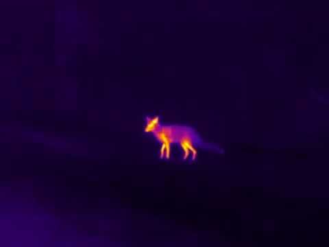 Red Fox Howling (Thermal Infrared), 2020-03.