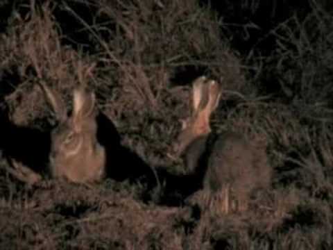 Djuma-Bushbaby & Scrub Hare