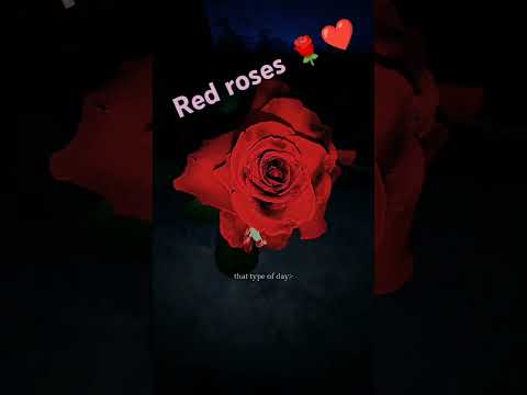 Roses 💐. #shorts #viral#flowers