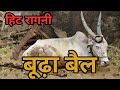 बूढ़ा बैल Aaya Budhapa Kadwa Kar Ke Ragni Pandit LakhmiChand Ki Hit Ragni
