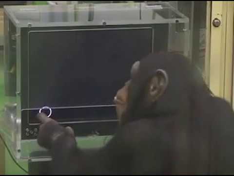 Schimpansen Kurzzeitgedächtnis