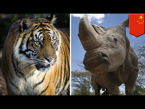 China decides to make the world's tigers and rhinos extinct - TomoNews