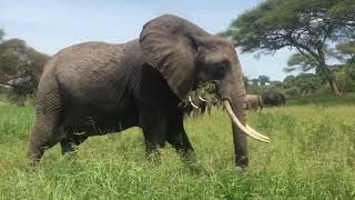 Download lagu elephant no copyright video|| elephant nature background no copyright mp3
