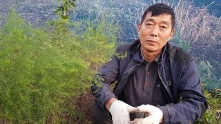 아스파라거스 심는방법과 효능, 한번심으면 10년간 수확할수 있는 작물입니다.