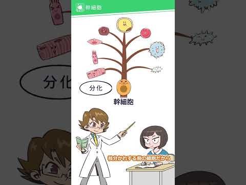 キアスモドン科について詳しく解説