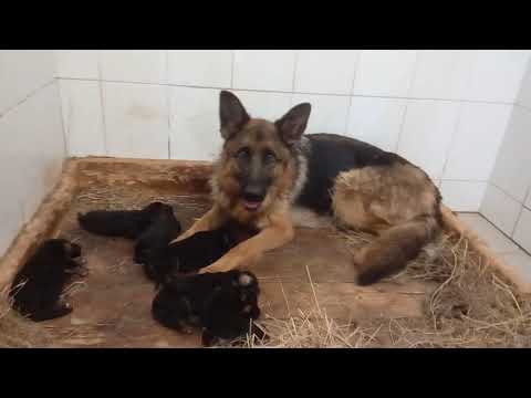 Щенки немецкой овчарки экстерьерного разведения. Мэрис Мотор Сич & DYK vom Holtkamper Hof.