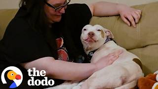 Scared Pittie Learns She’s Safe — And Can’t Stop Happy Wiggling | The Dodo