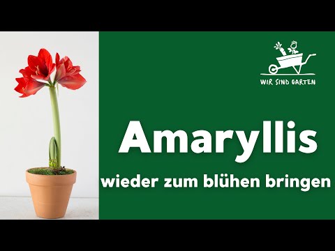 Amaryllis nach der Blüte nicht wegwerfen!