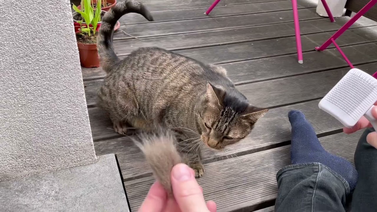 Bruxelas Quinta-feira 28.07.2022