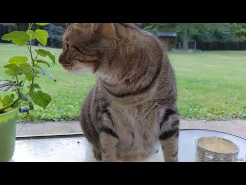 How to collect and save Catnip Seeds