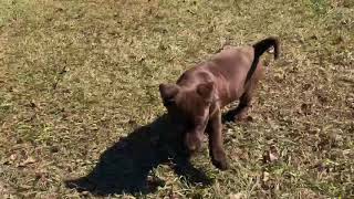 Video preview image #2 Labrador Retriever Puppy For Sale in HOUSTON, TX, USA