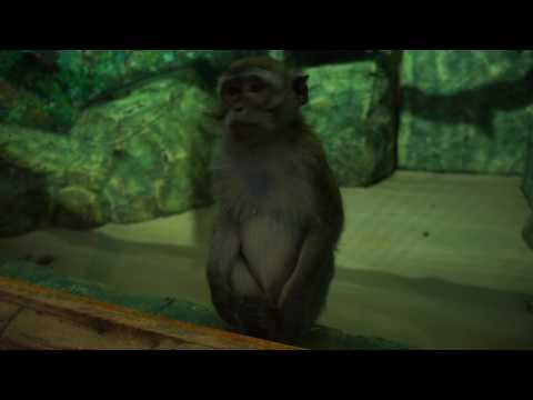 Sochi 2017, Capuchin Monkey