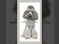 🤔True or False: French Poodles #dogmomyoutube #dogmom #puppy #frenchpoodle