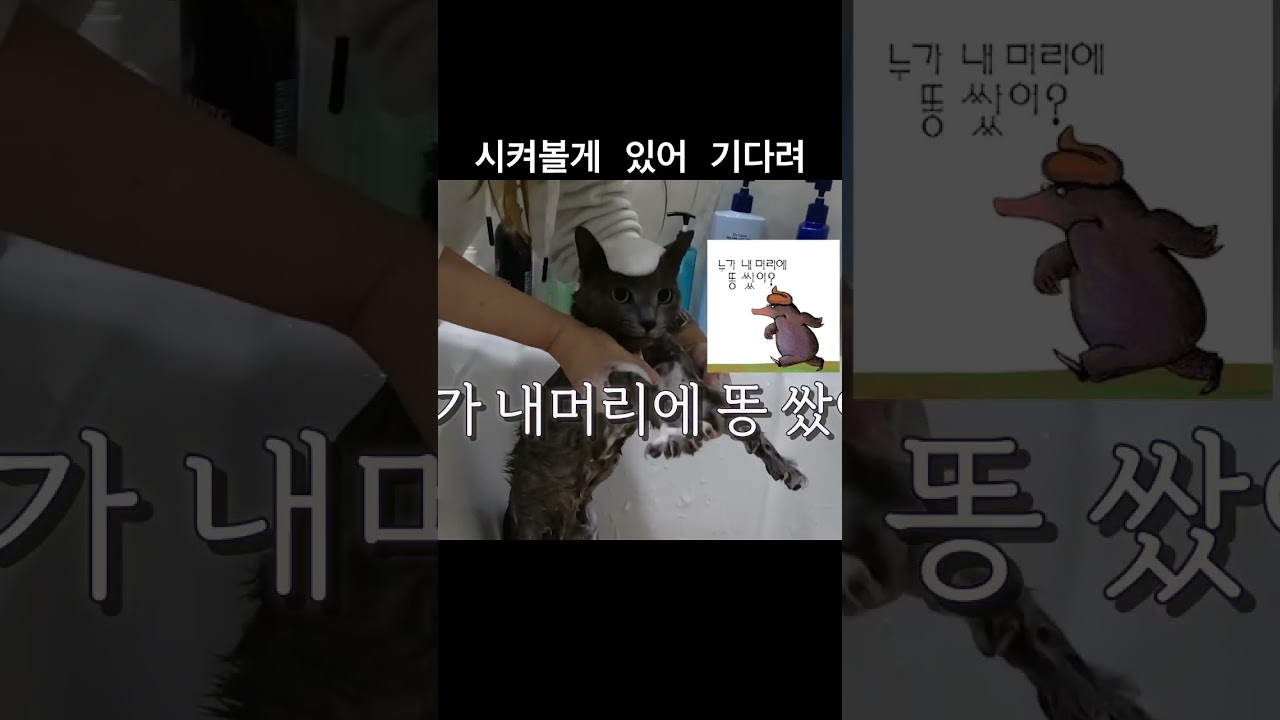 비켜봐 시켜볼게 있어😹😂#shorts #shortsvideo #funnycat #catlife #cute