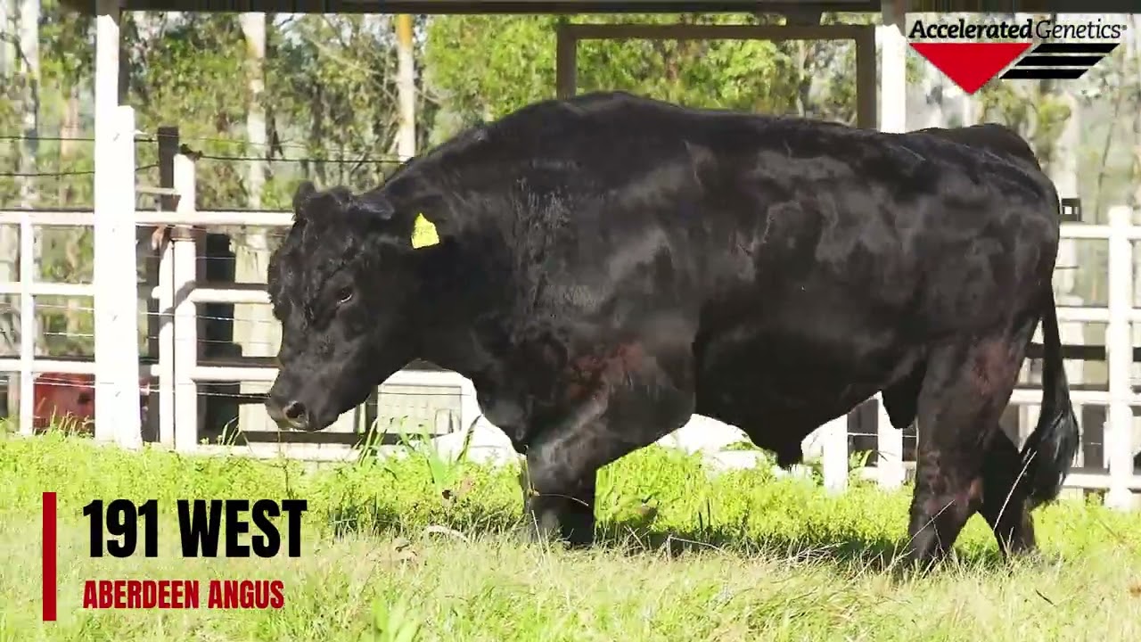 Vídeo 191 OF 8124 WEST POINT