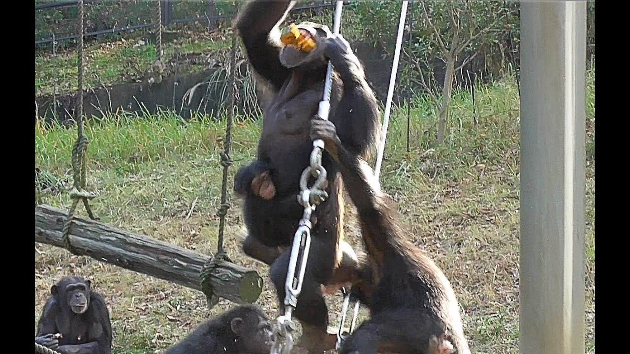 Baby Chimpanzee IBUKI 02 - Mom steal food and had a fight!