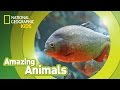 Red Bellied Piranhas Amazing Animals