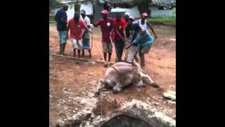 preview picture of video 'genial sauvetage d'un âne kenya funzi Mangrove resort'