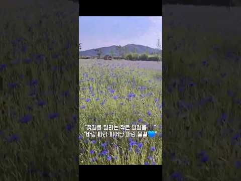 푸른 꽃바다로 물든 대가야 어북실, 고령 힐링 스팟 #고령군sns기자단 손미혜