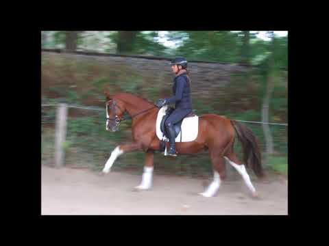 BACCADI 9j. DR v. Baccarat - Manolito VB 4.500,- Euro