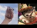 Funny and Cute Hedgehog Videos 😂 Hedgehog Compilation! 🦔