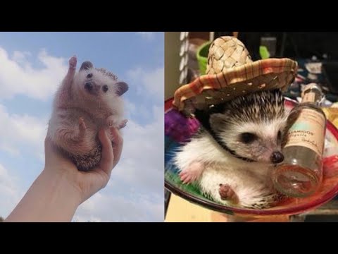 Funny and Cute Hedgehog Videos 😂 Hedgehog Compilation! 🦔