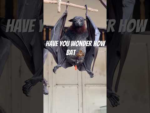 Have you wonder howBat dropp and urine  - Bats and health #animals #bats #birds