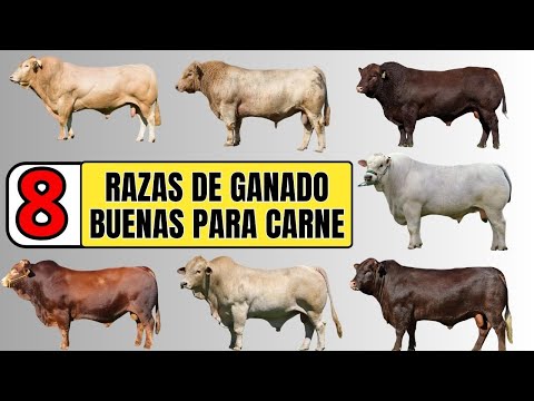 , title : '8 de las mejores razas de ganado bovino para la producción de carne a nivel mundial'