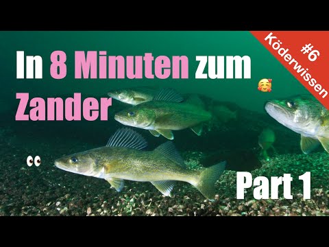 #Köderwissen 6  ► In 8 Minuten zum Zander (Part 1) ★★★★★
