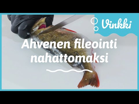 Ahvenen fileointi: Nahaton ahvenfile | Kalan käsittely