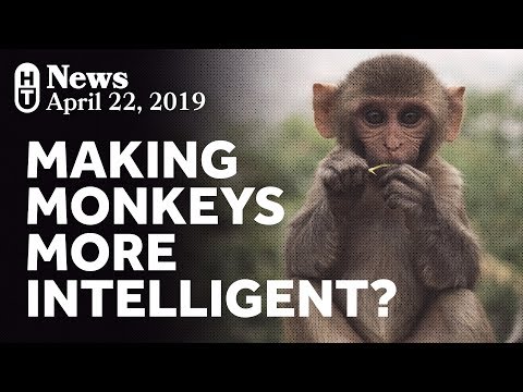 Human Genes in Monkeys? We Don’t Love It.