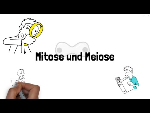 Warum teilen sich Zellen? Mitose und Meiose einfach erklärt