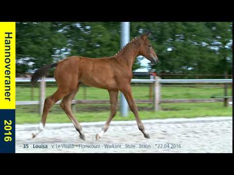 35   Louisa   v  Le Vivaldi   Floriscount   Warkant   Stute   braun   22 04 2016