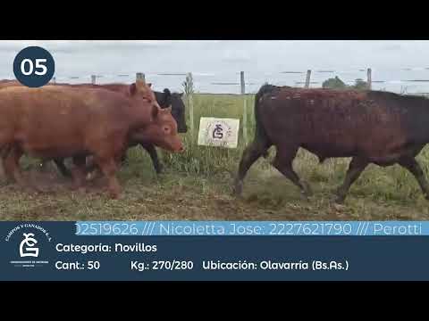 Lote Nll inv - Olavarría Bs As