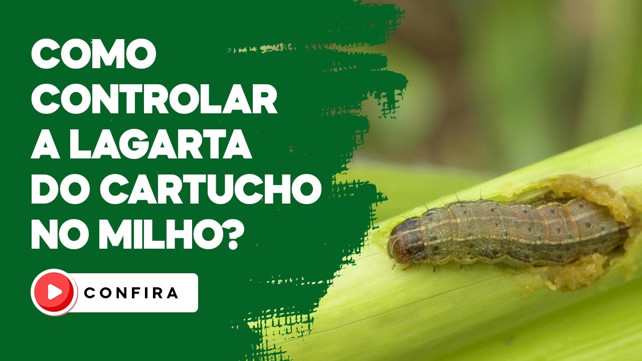 Como controlar a lagarta do cartucho no milho