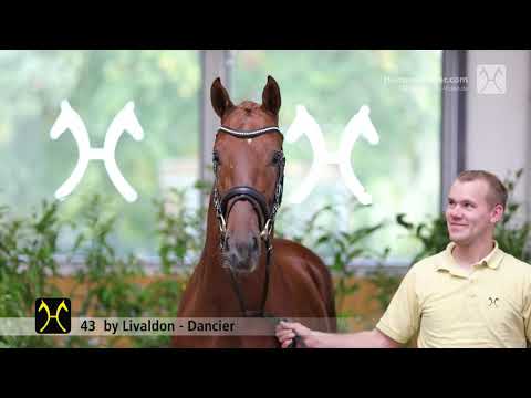 Verden Stallion Licensing 2021 - Dressage -  Nov. 4-6 - No. 43 Stallion by Livaldon - Dancier