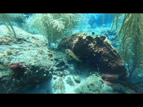 Diving  St Lucia  Dec, 2024