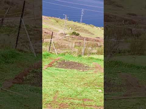 Hunting goldfinches in the wild #birds #nature #goldfinch #hunting