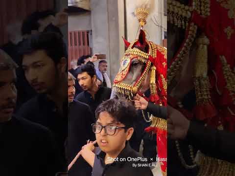 Tasbeeh Al Zahra | Haj Mahdi Rasoli | #shorts #shortsvideo #mahdirasouli #horse